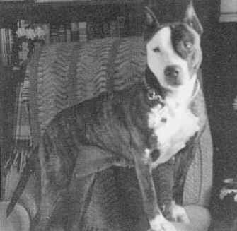 CH. x-pert Sadie a lady