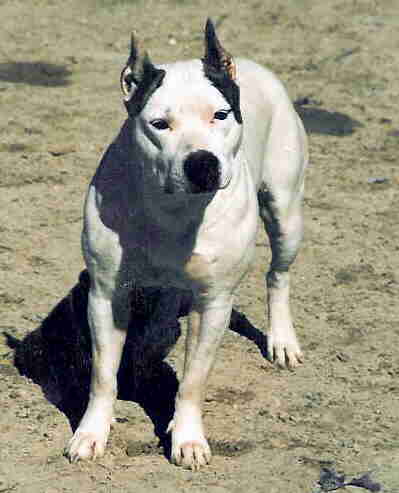 CH. Storytime's Petite sophisticat