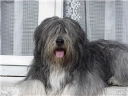 Ospaly d'Akernar Dénébola