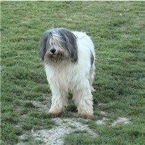 CH. Iwa de Lothlorien