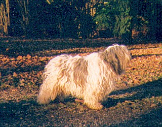 CH. Handelek de Lothlorien