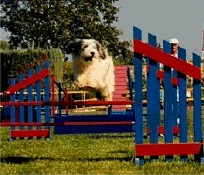 Muszka d'Akernar Dénébola