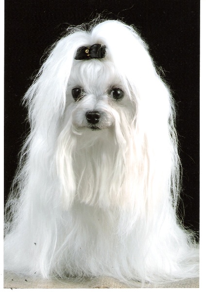 Alésia des dieux de l'antiquité