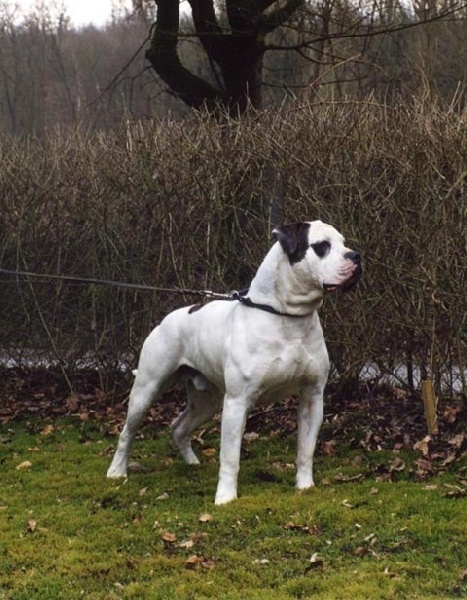 CH. boyd's Thunderstruck hank williams jr