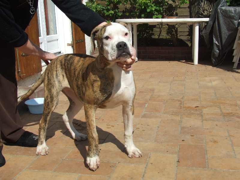 Publication : Destiny's Boul'am 