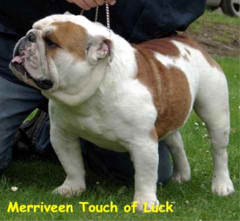 CH. touch of luck Merriveen