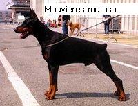 CH. Mauvieres mufasa De stang zu