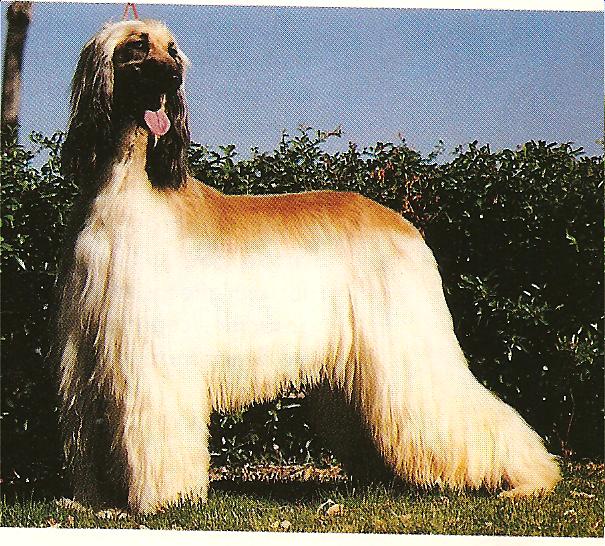 Publication : Huilaco's