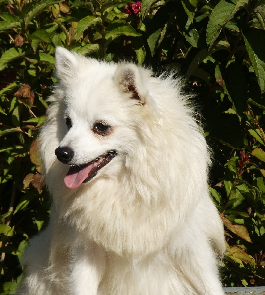 CH. Fuxia vom skatbrunnen