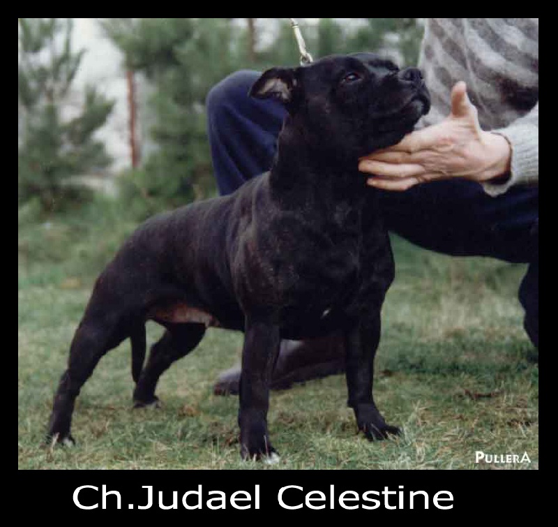 CH. Judael Celestine