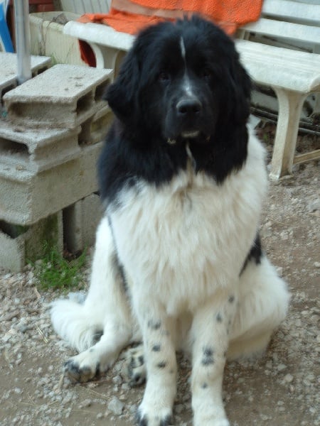 Boguart zongo du Lac Powell