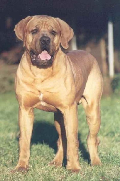 Ramagochi (Sans Affixe)