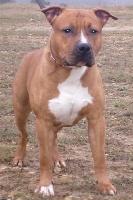 Étalon American Staffordshire Terrier - Guardian's of tower Angel of sky simba
