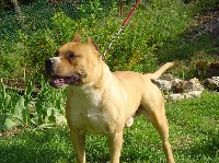 Étalon American Staffordshire Terrier - Usy Of ultimate dog