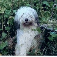 Étalon Berger Polonais de plaine - Pratibimba Des Plaines De Mazurie