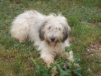 Étalon Berger Polonais de plaine - Akernar Des Plaines De Mazurie