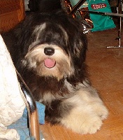 Étalon Berger Polonais de plaine - Black river d'Akernar Dénébola