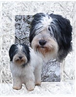 Étalon Berger Polonais de plaine - CH. Viva Du clos baziliciens