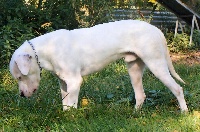 Étalon Dogo Argentino - Andino Des gauchos des louvaux