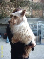 Étalon Scottish Terrier - Oakley du Moulin de L'Isable