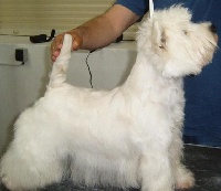 Étalon West Highland White Terrier - CH. Alborada Any way