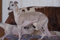 Étalon Whippet - Horsewip Gold Rosalie no brindle