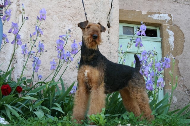 CH. Volcane du Haillet des Corneiredes