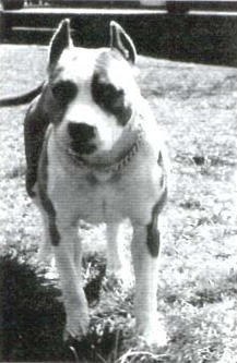 CH. Sierra's Baby doll