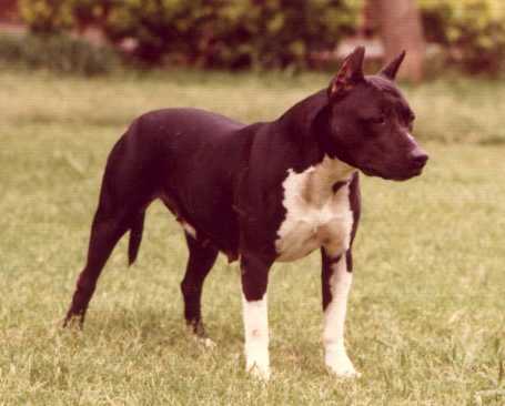 CH. Archer's Muneca dulsie de g's