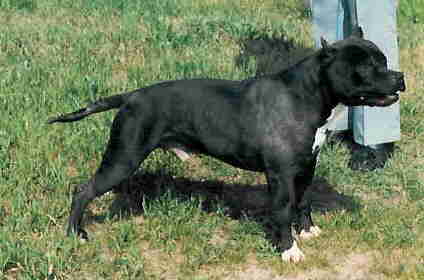 CH. Rowdytown's Jocko