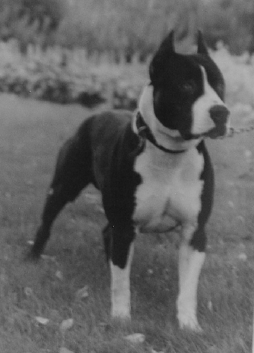 CH. Starhill's Jedi white rock y