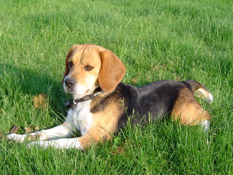 Udith Des plaines du segala