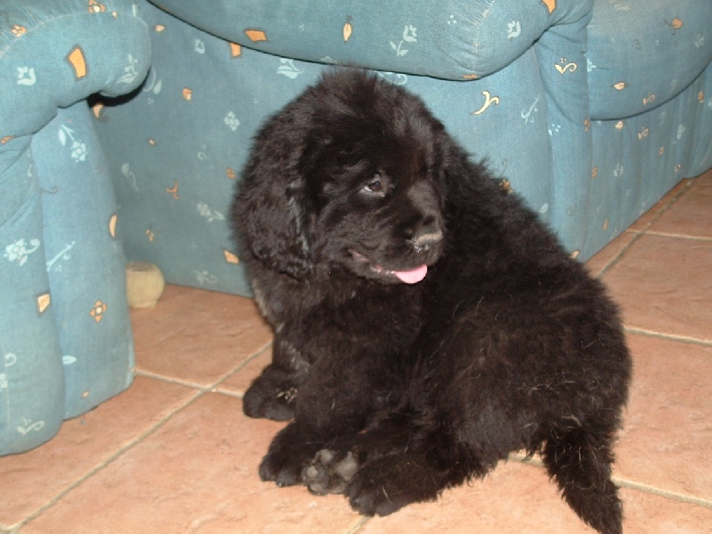 Calypso skipper De l'hacienda des perles noires