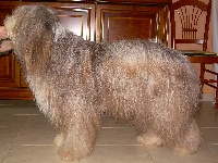 Étalon Bearded Collie - Regala Des monts de gatine