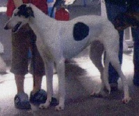 Étalon Levrier polonais - Umbrae d'otchoa