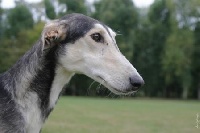 Étalon Levrier polonais - CH. Rapsod sopocka aura