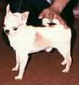 CH. dartan's Elfin magic