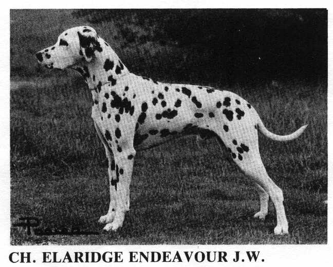 CH. elaridge Endeavour