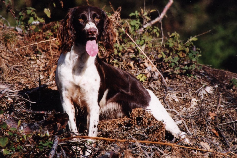 CH. T. noisette des Mille Epines