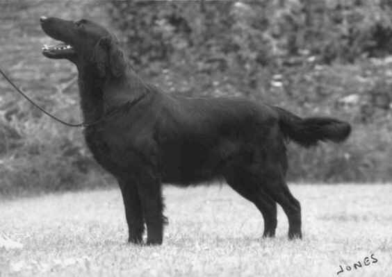 CH. braemist Dusky queen