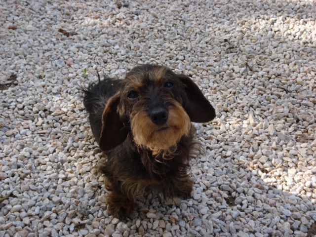 Tartine De la storia