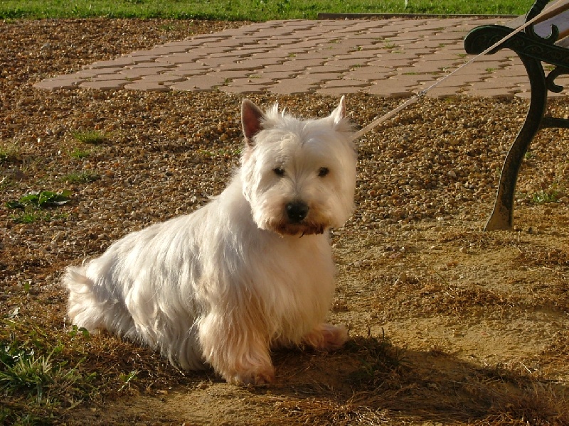 Tsar Des chardons st andre