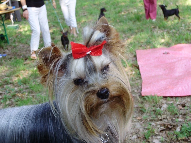 Craker's of Team Pocket Dog