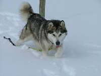 Étalon Alaskan Malamute - Vaïka du rêve des animaux