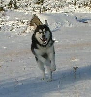 Étalon Alaskan Malamute - Ukiok (Sans Affixe)