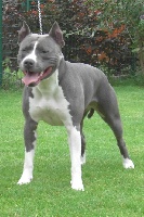 Étalon American Staffordshire Terrier - Guardian's of tower Andy
