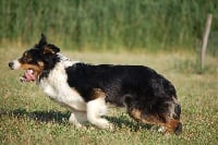 Étalon Border Collie - Aka ballyglass