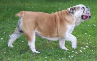 Étalon Bulldog Anglais - Doris (Sans Affixe)