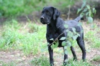 Étalon Labrador Retriever - Apple pie de la Vallée Cheron