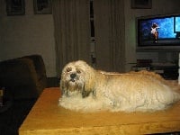 Étalon Lhassa Apso - Boogie of caniland's dream